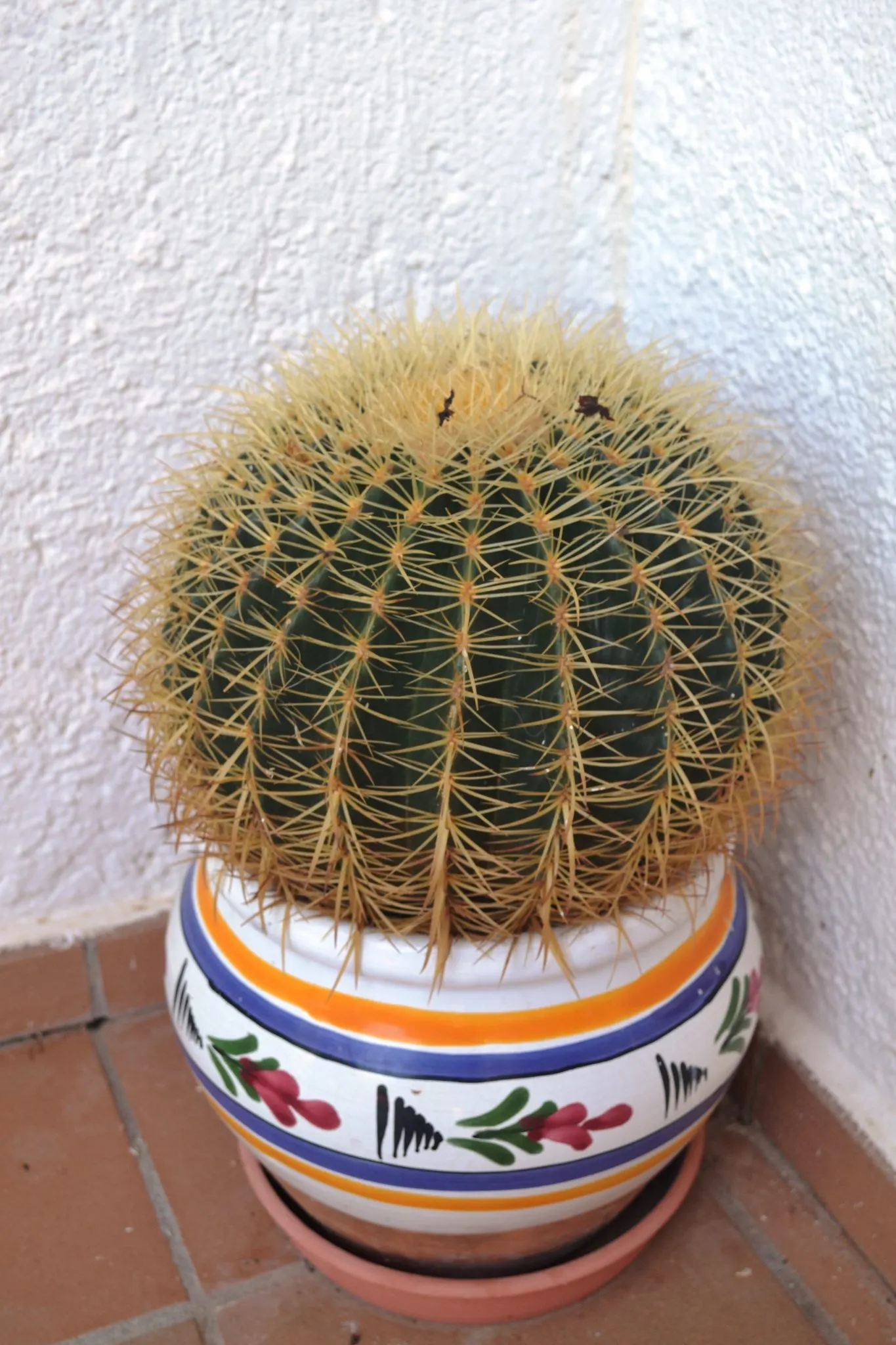 陶器の鉢に植えたサボテン